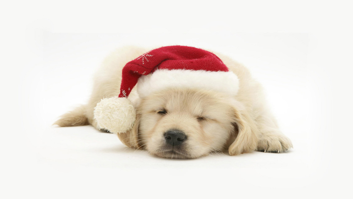 Christmas Puppy - Free Download Christmas Dog HD ...